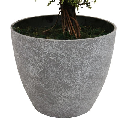 Jacob Potted Boxwood Topiary Plant (Multiple Sizes)