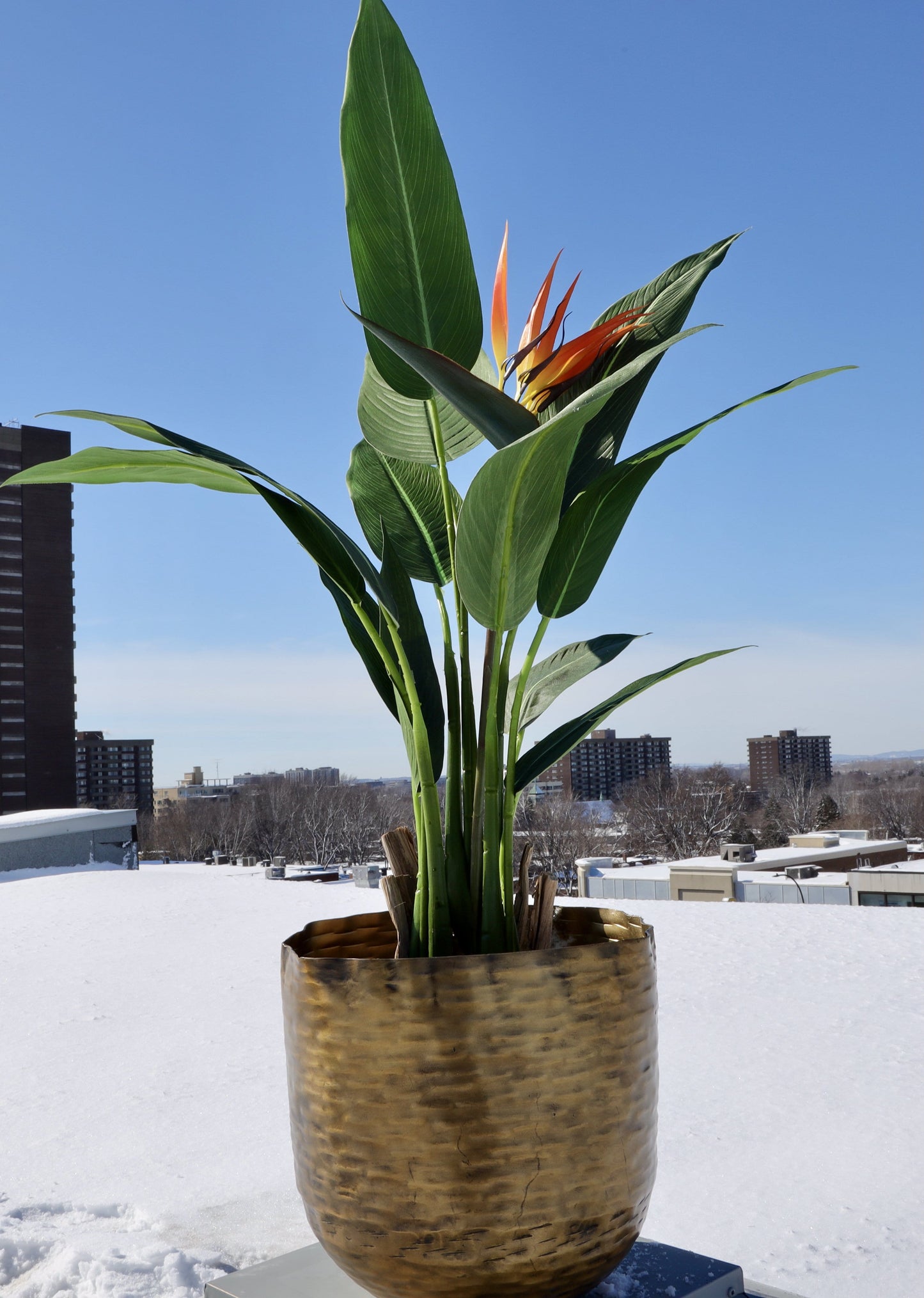 Poloma - Brass Basket Planter (Multiple Sizes)