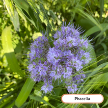 Load image into Gallery viewer, Bee Kind Soil Builder Seed Blend
