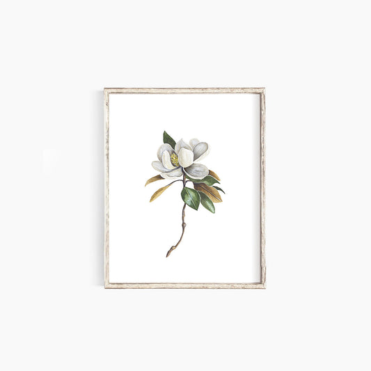 Magnolia