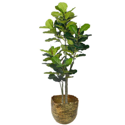 Poloma - Brass Basket Planter (Multiple Sizes)