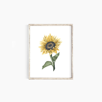 Sunflower II