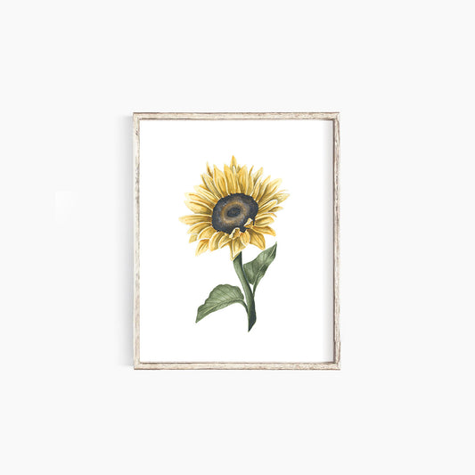 Sunflower II