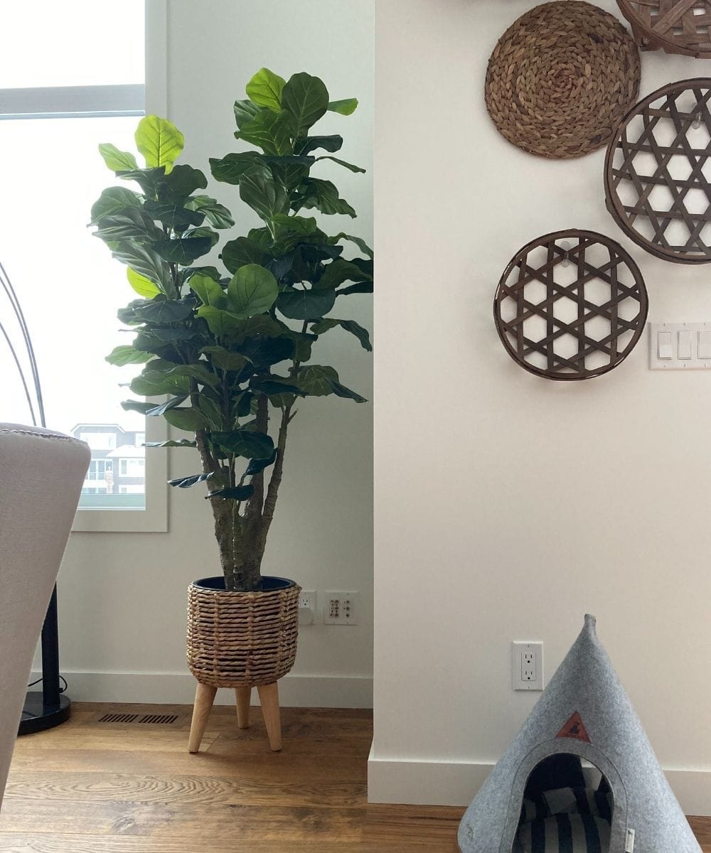 Pico Artificial Fiddle Leaf Potted Plant 5.5'