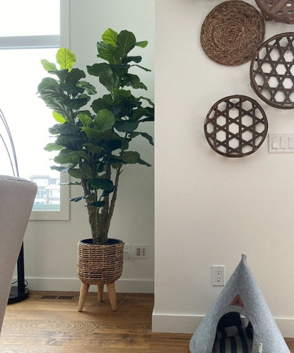 Pico Artificial Fiddle Leaf Potted Plant 5.5'