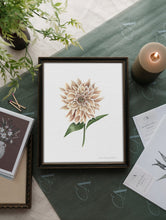 Load image into Gallery viewer, Dahlia
